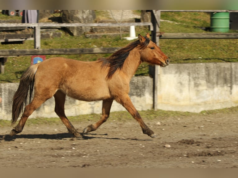 Criollo Giumenta 2 Anni 145 cm Falbo in Gailingen am Hochrhein