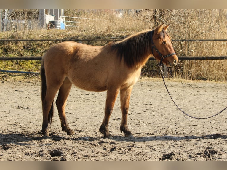 Criollo Giumenta 2 Anni 145 cm Falbo in Gailingen am Hochrhein