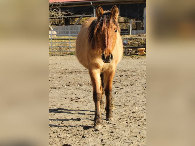 Criollo Giumenta 2 Anni 145 cm Falbo in Gailingen am Hochrhein