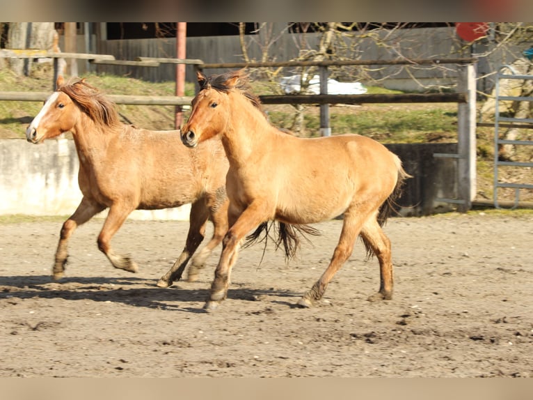 Criollo Giumenta 2 Anni 145 cm Falbo in Gailingen am Hochrhein