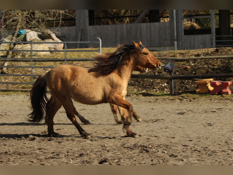 Criollo Giumenta 2 Anni 145 cm Falbo in Gailingen am Hochrhein