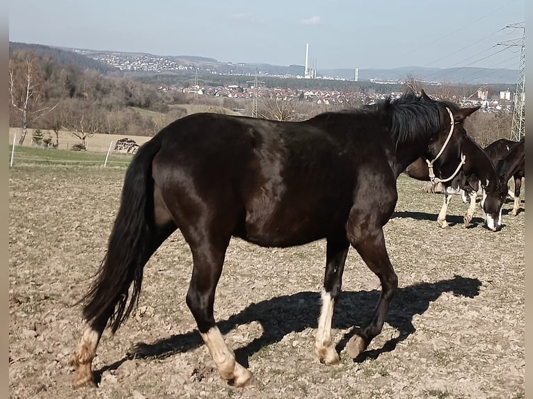 Criollo Giumenta 2 Anni 147 cm Morello in Wörth am Main
