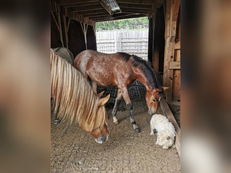 Criollo Giumenta 2 Anni Baio roano in Forch