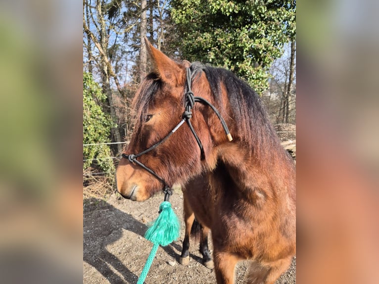 Criollo Giumenta 2 Anni Baio roano in Forch