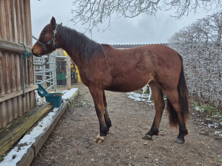 Criollo Giumenta 2 Anni Baio roano in Forch