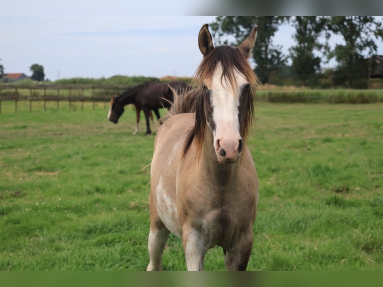 Criollo Giumenta 2 Anni Grullo in Ossenzijl