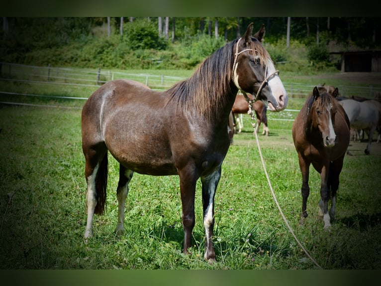 Criollo Giumenta 3 Anni 146 cm Overo-tutti i colori in Wörth am Main