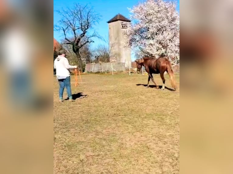 Criollo Giumenta 3 Anni 147 cm Sauro in Kasendorf