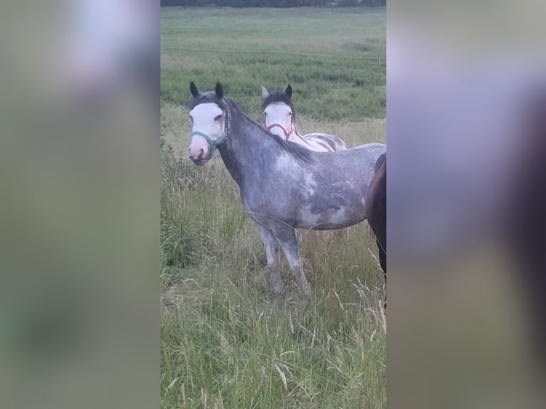 Criollo Giumenta 3 Anni 148 cm Overo-tutti i colori in Westerngrund