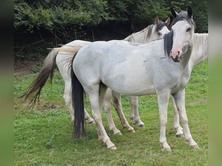 Criollo Giumenta 3 Anni 148 cm Overo-tutti i colori in Westerngrund