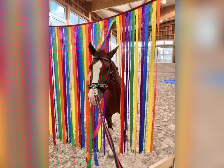 Criollo Giumenta 4 Anni 147 cm Sauro in Heimbuchenthal