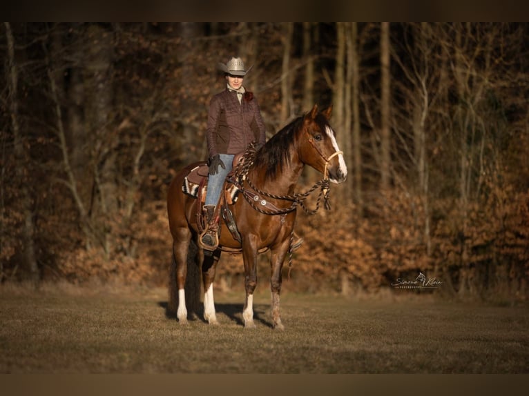 Criollo Giumenta 4 Anni 148 cm in H&#xF6;chstberg