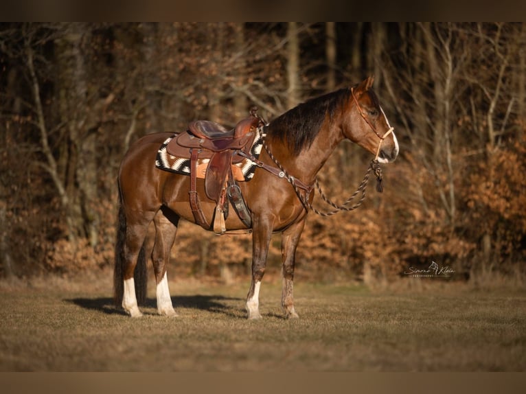 Criollo Giumenta 4 Anni 148 cm in H&#xF6;chstberg