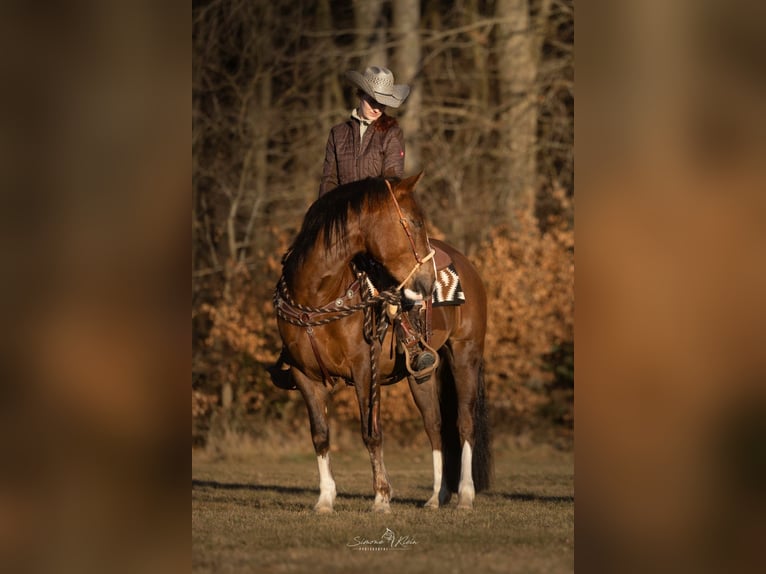 Criollo Giumenta 4 Anni 148 cm in H&#xF6;chstberg