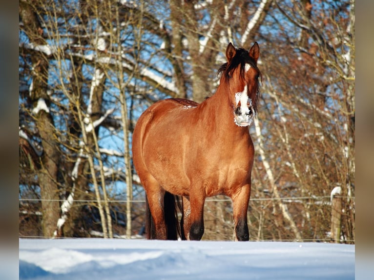 Criollo Giumenta 6 Anni 143 cm Baio in Siegen