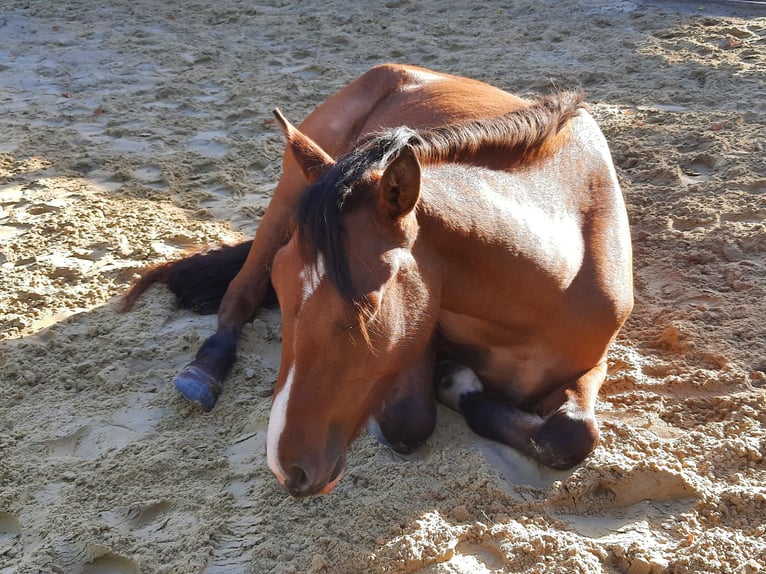Criollo Giumenta 6 Anni 143 cm Baio in Siegen