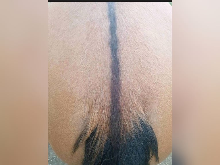 Criollo Giumenta 6 Anni 143 cm Baio in Siegen