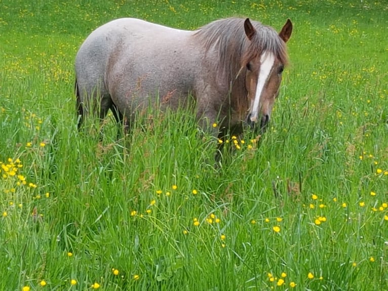 Criollo Giumenta 6 Anni 146 cm Overo-tutti i colori in Höchst im Odenwald