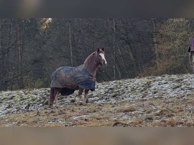 Criollo Giumenta 6 Anni 146 cm Overo-tutti i colori in Höchst im Odenwald