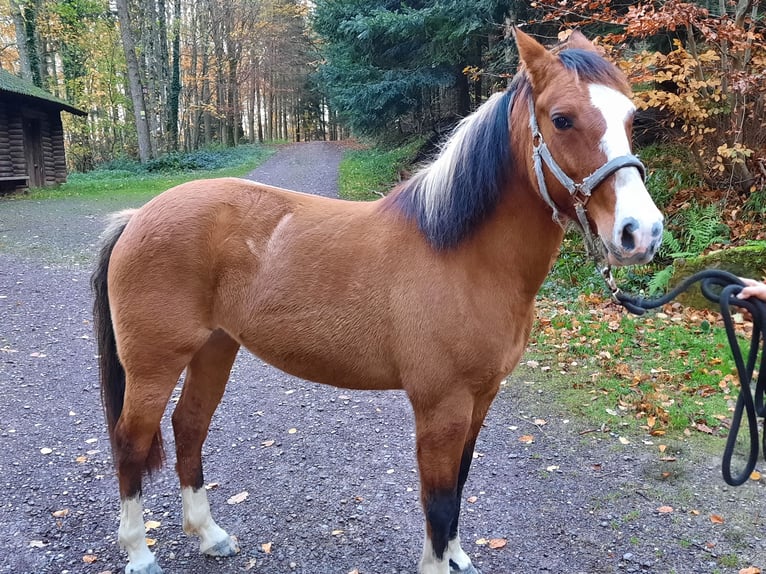 Criollo Giumenta 6 Anni 148 cm Baio in Gengenbach