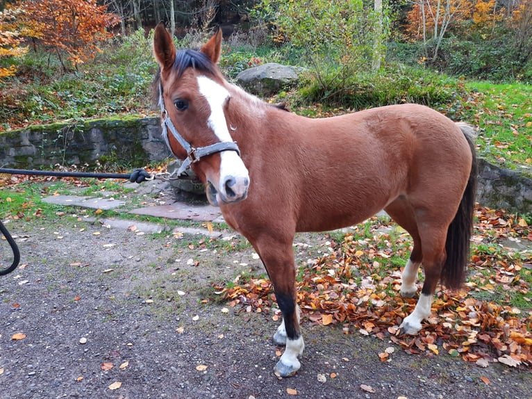 Criollo Giumenta 6 Anni 148 cm Baio in Gengenbach