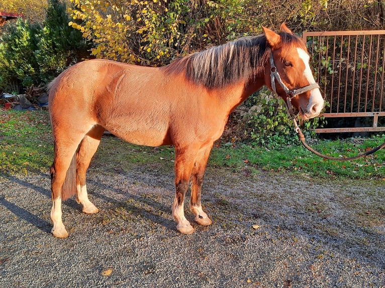 Criollo Giumenta 6 Anni 148 cm Baio in Gengenbach