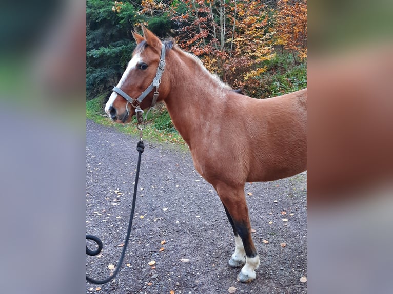 Criollo Giumenta 6 Anni 148 cm Baio in Gengenbach