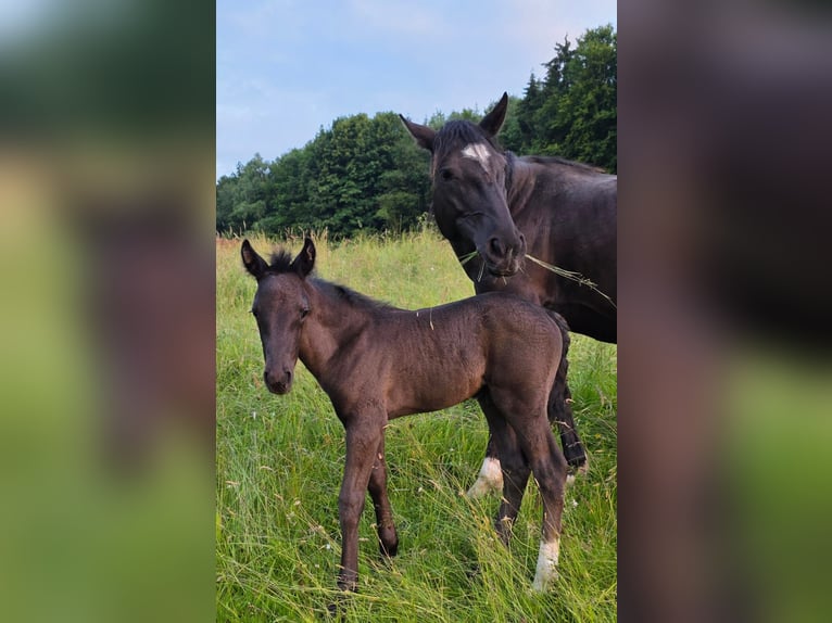 Criollo Giumenta 6 Anni Morello in Westerngrund