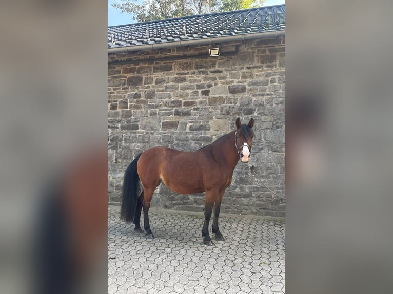 Criollo Mix Giumenta 8 Anni 146 cm Baio in Reichshof