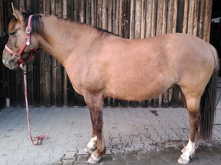 Criollo Giumenta 8 Anni 146 cm Falbo baio in Buchen (Odenwald)