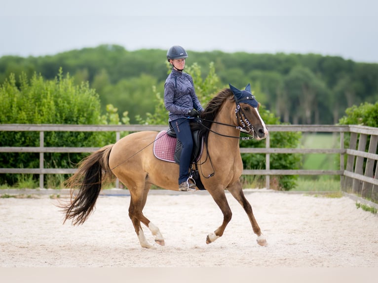 Criollo Giumenta 8 Anni 146 cm Falbo baio in Buchen (Odenwald)