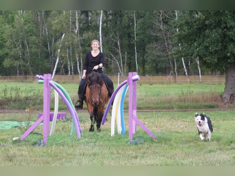 Criollo Mix Giumenta 9 Anni 143 cm Falbo in Ribbesbüttel