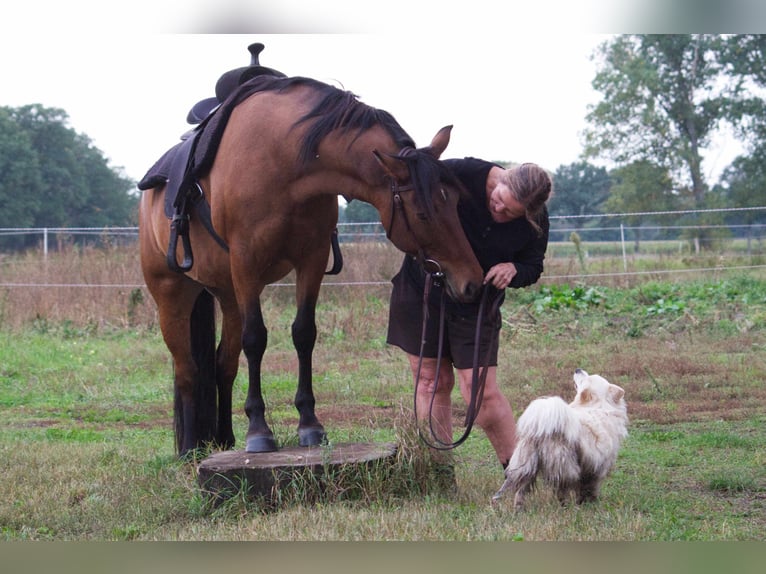 Criollo Mix Giumenta 9 Anni 143 cm Falbo in Ribbesbüttel