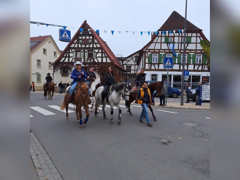 Criollo Mix Giumenta 9 Anni 147 cm Grigio in Riedstadt-Leeheim