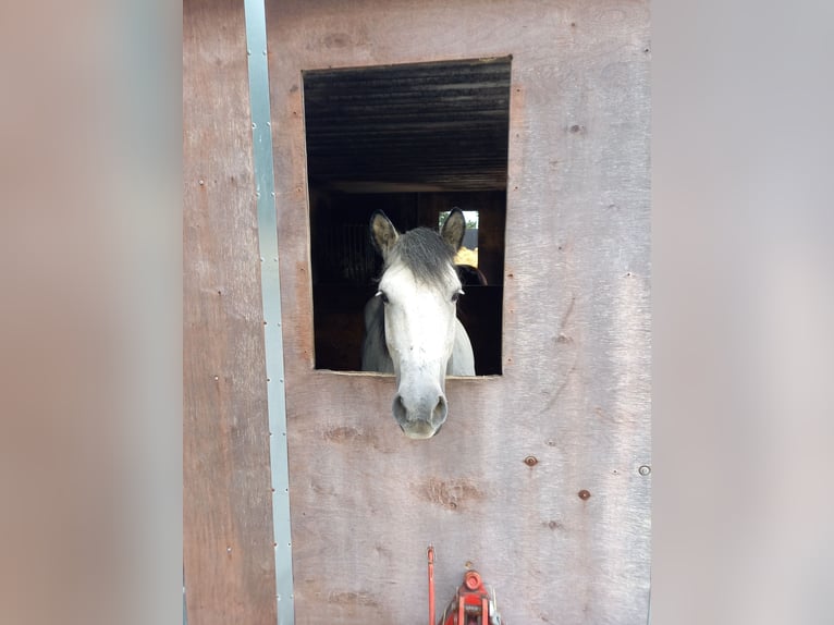 Criollo Mix Giumenta 9 Anni 147 cm Grigio in Riedstadt-Leeheim