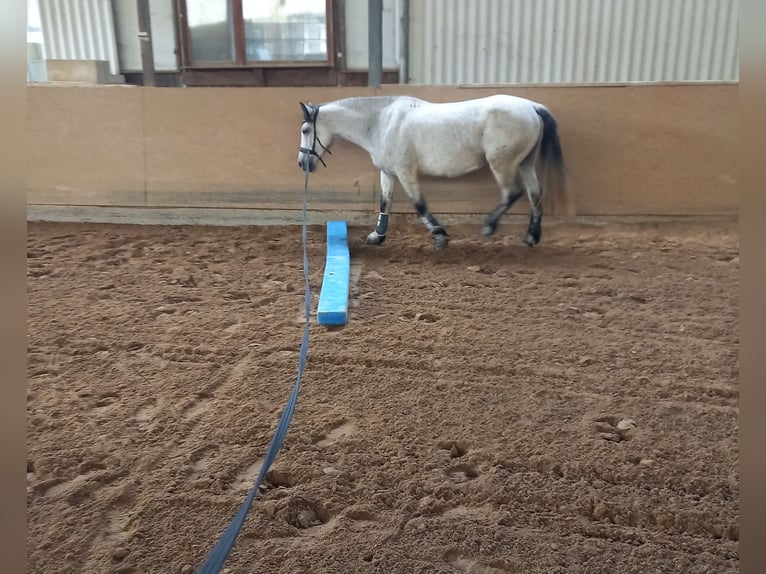 Criollo Mix Giumenta 9 Anni 147 cm Grigio in Riedstadt-Leeheim