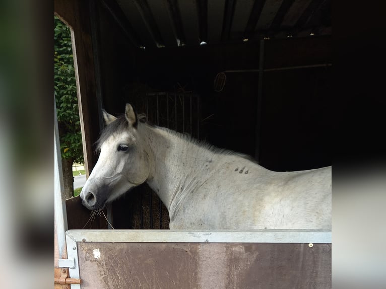 Criollo Mix Giumenta 9 Anni 147 cm Grigio in Riedstadt-Leeheim
