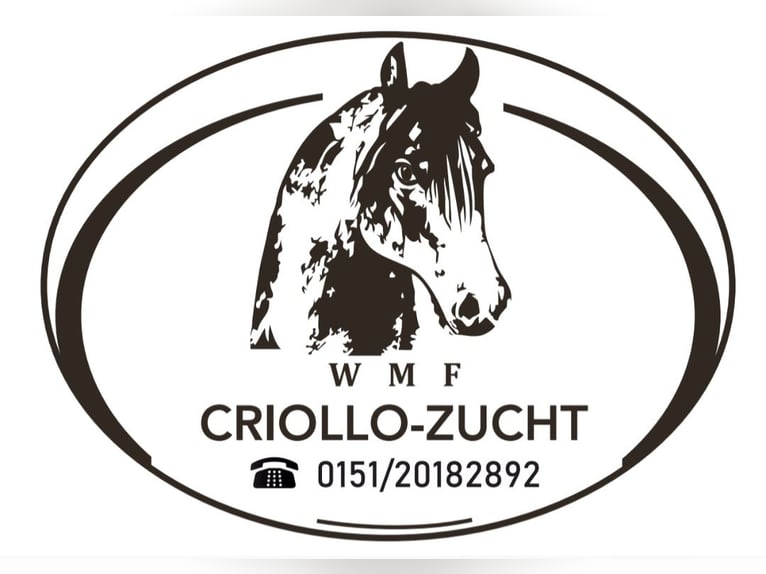Criollo Giumenta Puledri (06/2026) 148 cm Morello in Stockstadt am Main