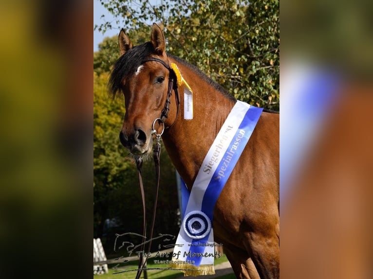 Criollo Hengst 13 Jaar 145 cm Falbe in Krauchenwies