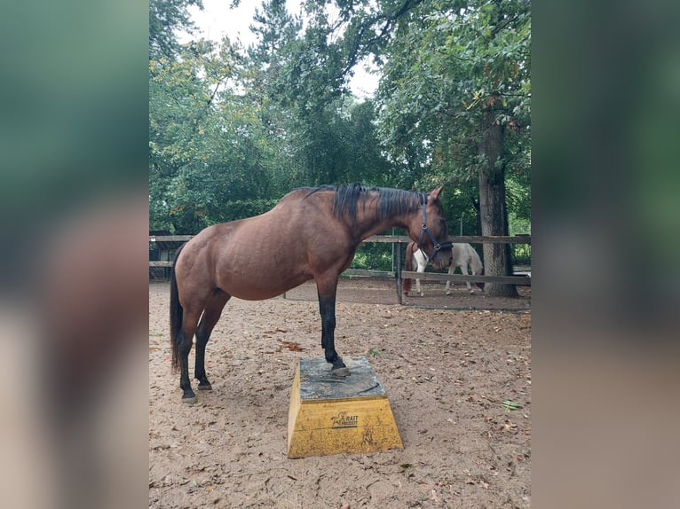 Criollo Mix Hengst 13 Jaar 147 cm Bruin in Ulm