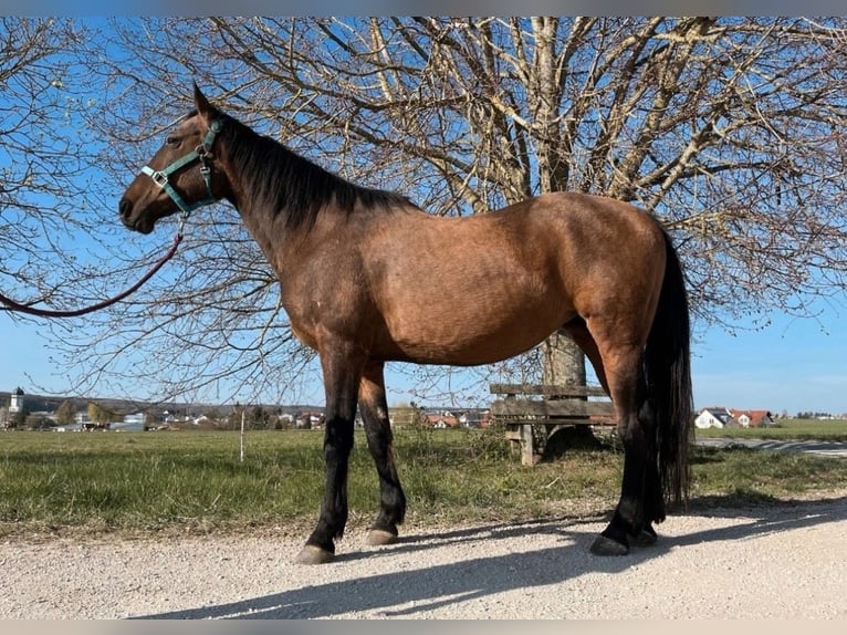 Criollo Mix Hengst 13 Jaar 147 cm Bruin in Ulm