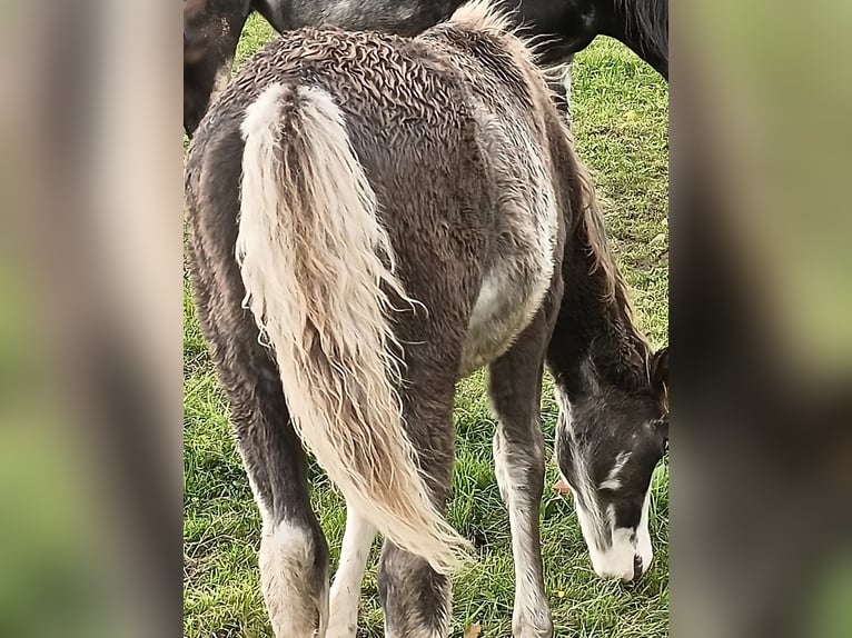 Criollo Hengst 1 Jaar 145 cm Overo-alle-kleuren in Wörth am Main