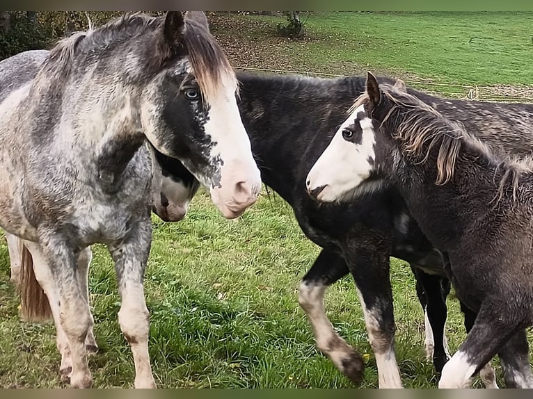 Criollo Hengst 1 Jaar 145 cm Overo-alle-kleuren in Wörth am Main