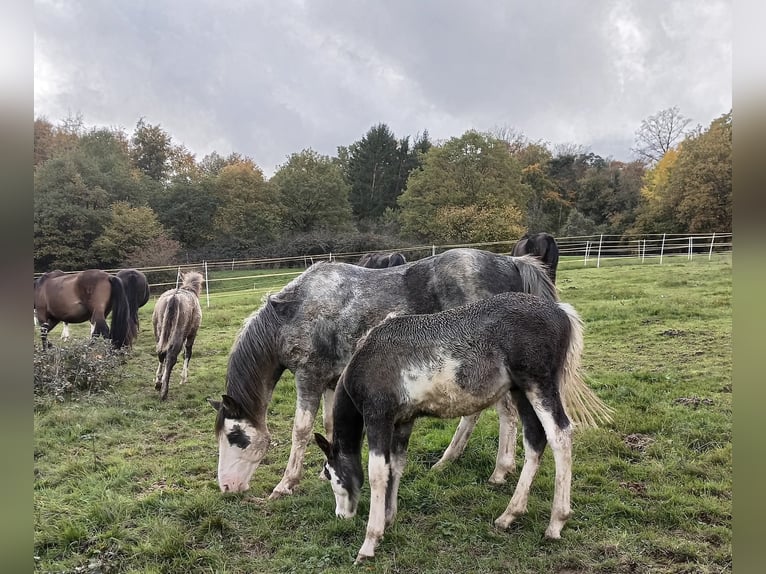 Criollo Hengst 1 Jaar 145 cm Overo-alle-kleuren in Wörth am Main