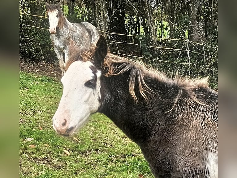 Criollo Hengst 1 Jaar 145 cm Overo-alle-kleuren in Wörth am Main