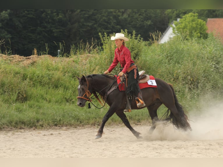 Criollo Hengst 1 Jaar 145 cm Overo-alle-kleuren in Gailingen am Hochrhein