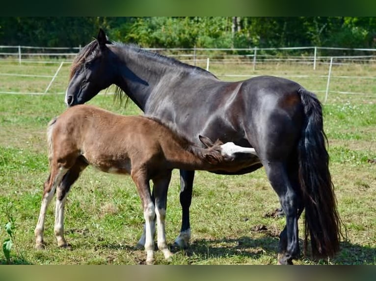 Criollo Hengst 1 Jaar 145 cm Overo-alle-kleuren in Wörth am Main