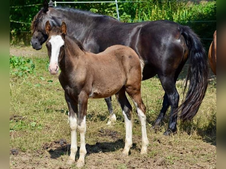 Criollo Hengst 1 Jaar 145 cm Overo-alle-kleuren in Wörth am Main