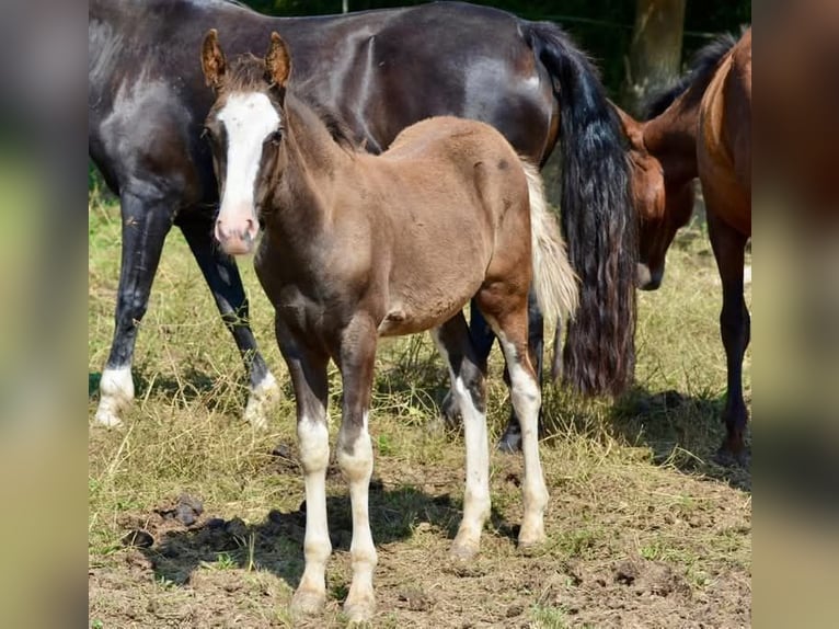 Criollo Hengst 1 Jaar 145 cm Overo-alle-kleuren in Wörth am Main