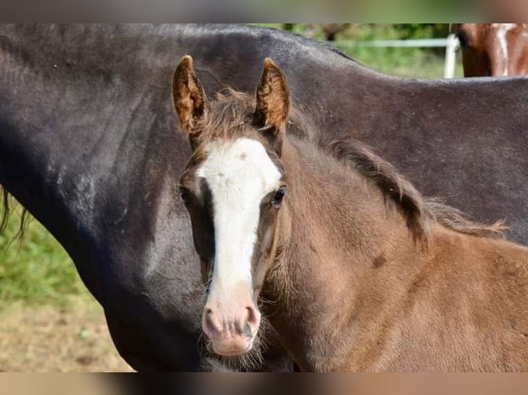 Criollo Hengst 1 Jaar 145 cm Overo-alle-kleuren in Wörth am Main